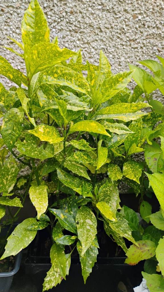 House plants, Rosemary plant and evergreen plants