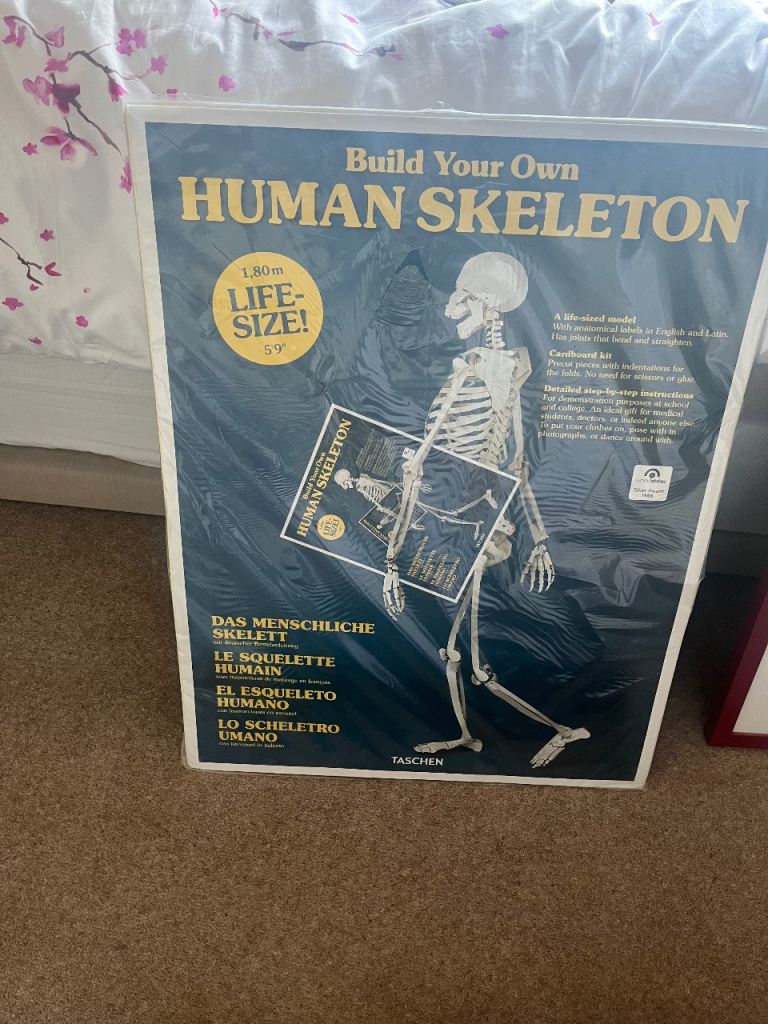 Build Your Own Human Skeleton – Life-Size Model, New