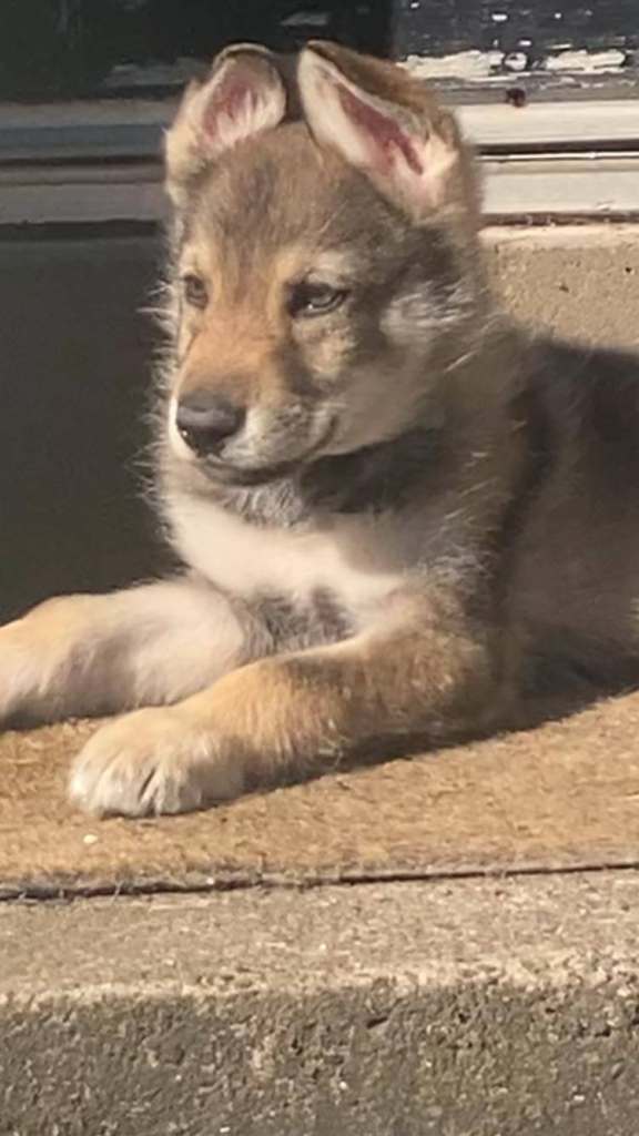 Northern Inuit x German shepherd/Malamute/Husky 