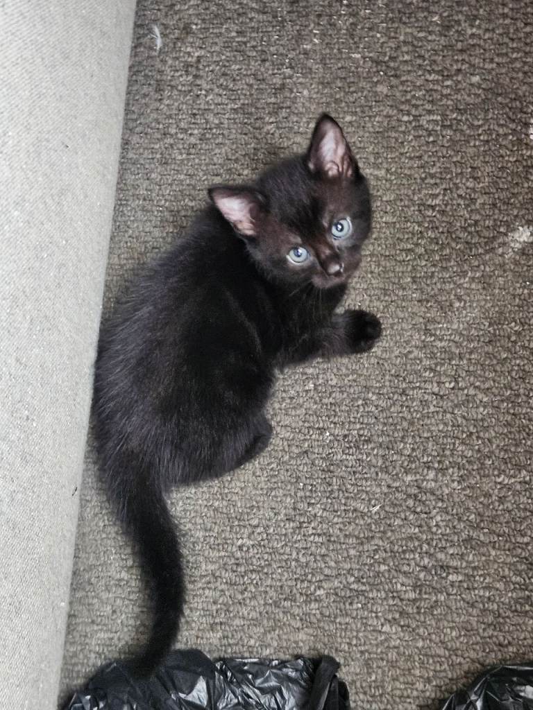 Adorable Black Kittens