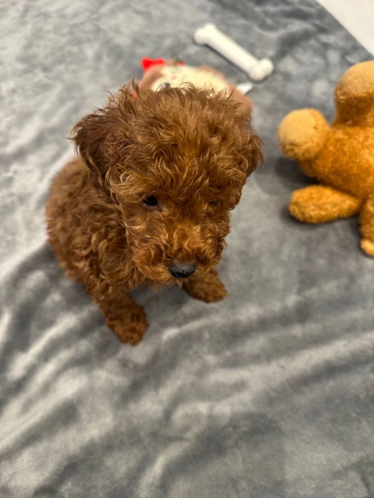 Deep red toy poodle puppy 