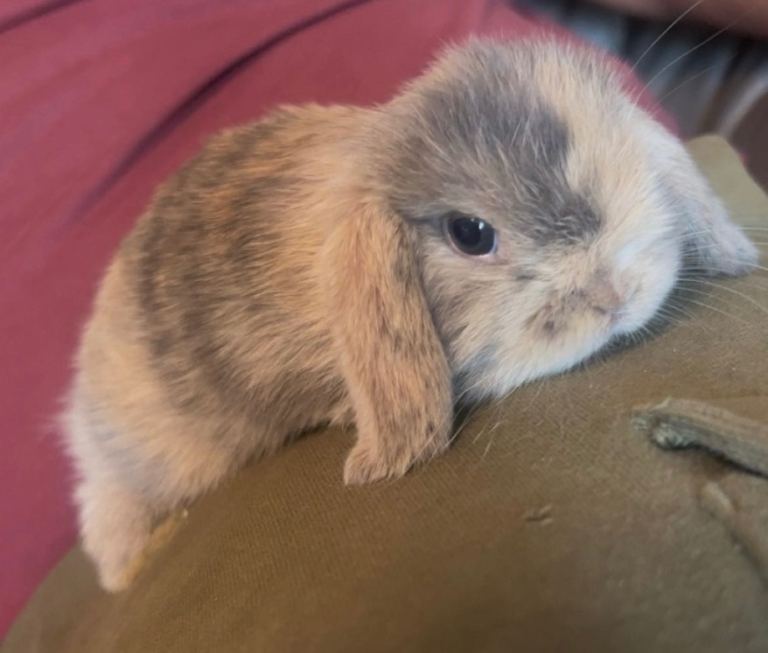 Bunnies for sale 