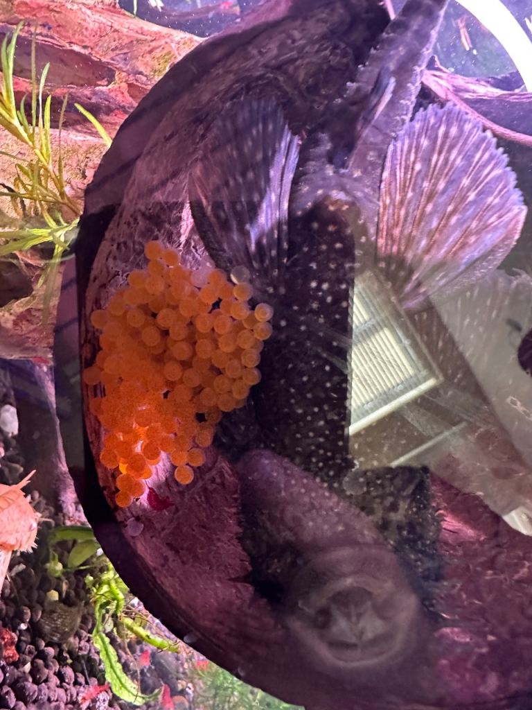 Breeding pair of bristlenose plecos