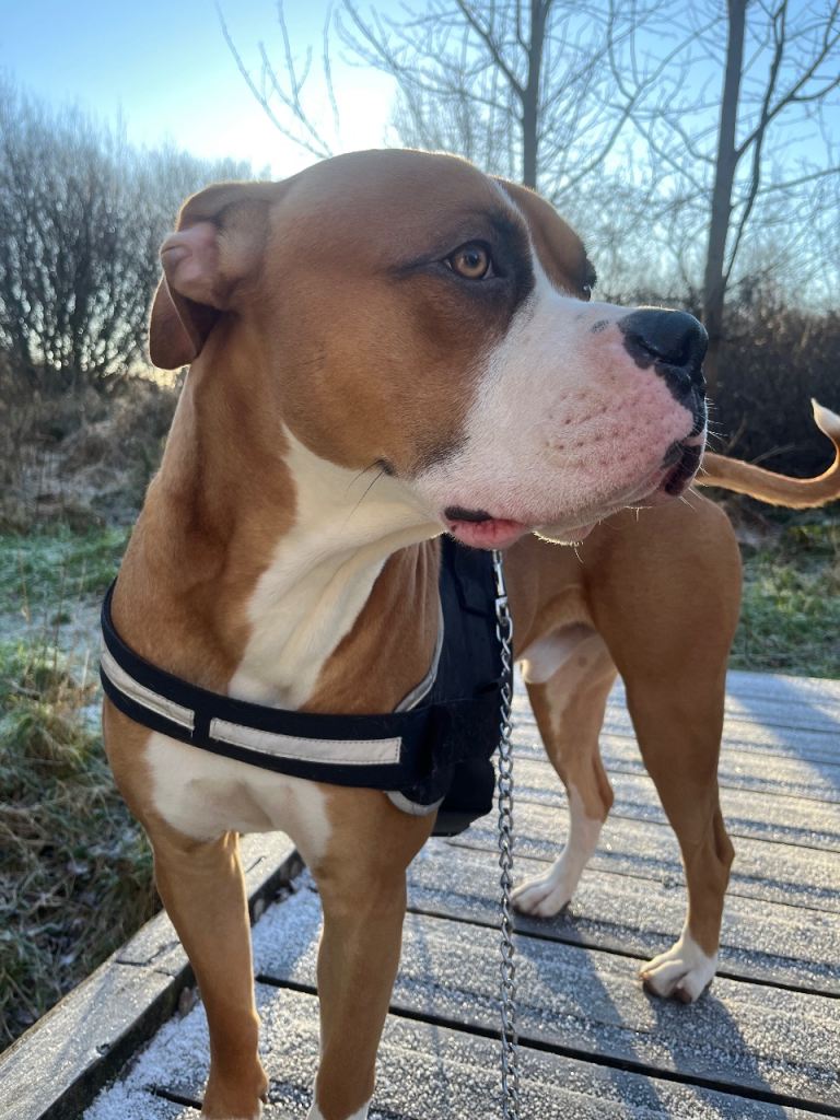 Simba American bulldog