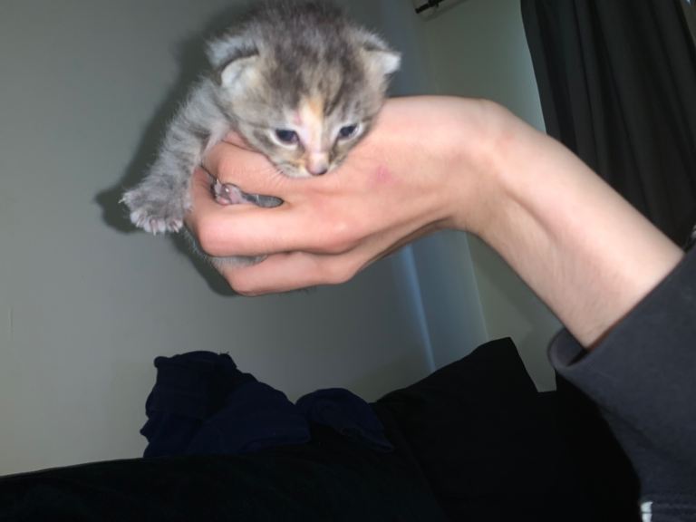 grey and ginger tortie shell kittens 