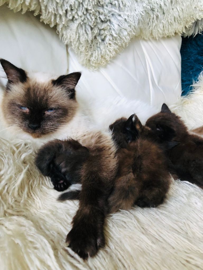 KITTENS FROM A RAGDOLL MOTHER 