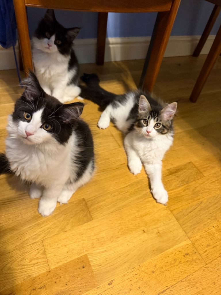Pure breed Maine Coon Kittens