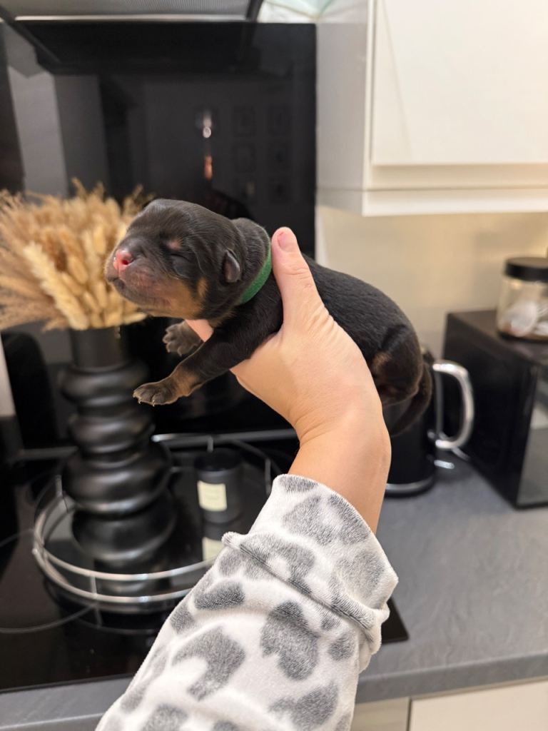 Chunky Rottweiler puppies 