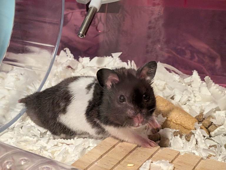 Lovely 5 month old black and white Syrian hamster 