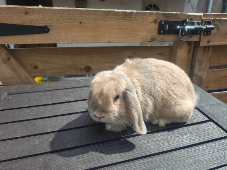 Mini lops 12 weeks vaccinated & 6 weeks