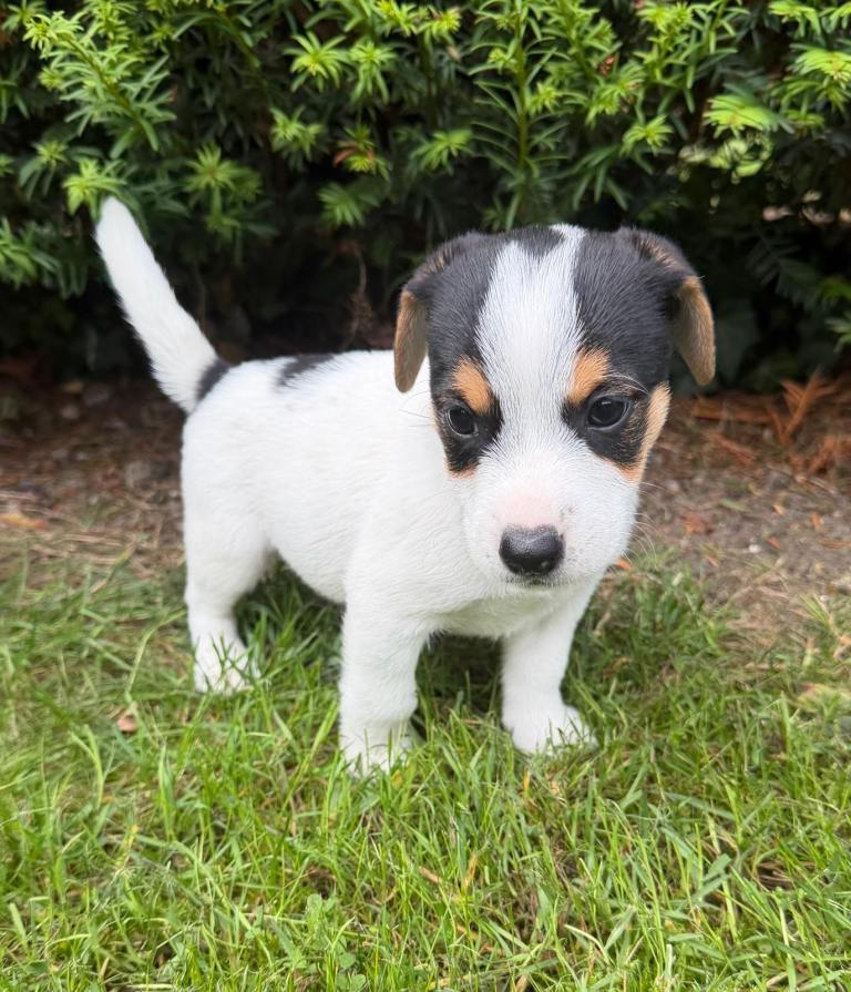Male Jack Russell puppy READY TO LEAVE