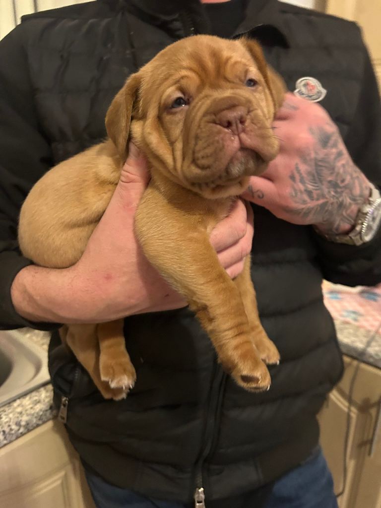 2 bitches left !!FULL KC PEDIGREE DOGUE DE BORDEAUX💗💙 