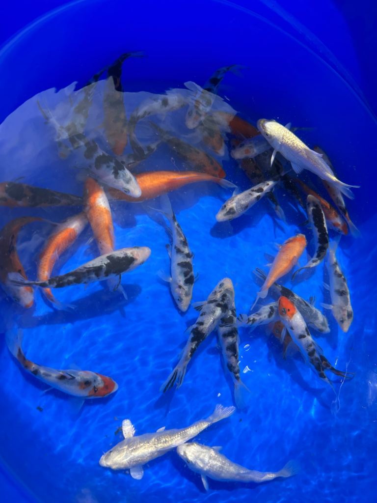 3-4 inch Koi 