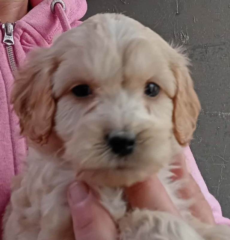 Beautiful Cockapoo Puppies. Mix of Colours.