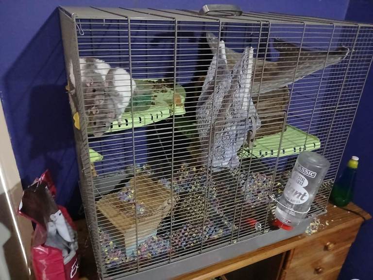 9 month old rats with cage.