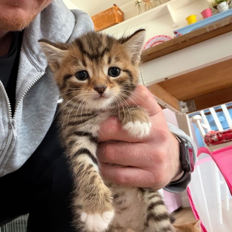 Kittens for Sale - Ready Soon