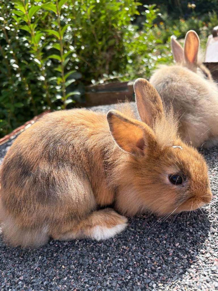 2 beautiful male lionhead bunnies