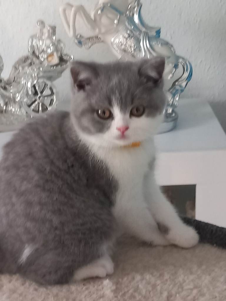Stunning British Shorthair kittens  2 girls available 