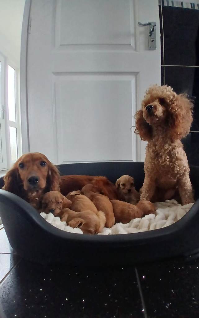 Miniature PRA clear cockapoo puppies 