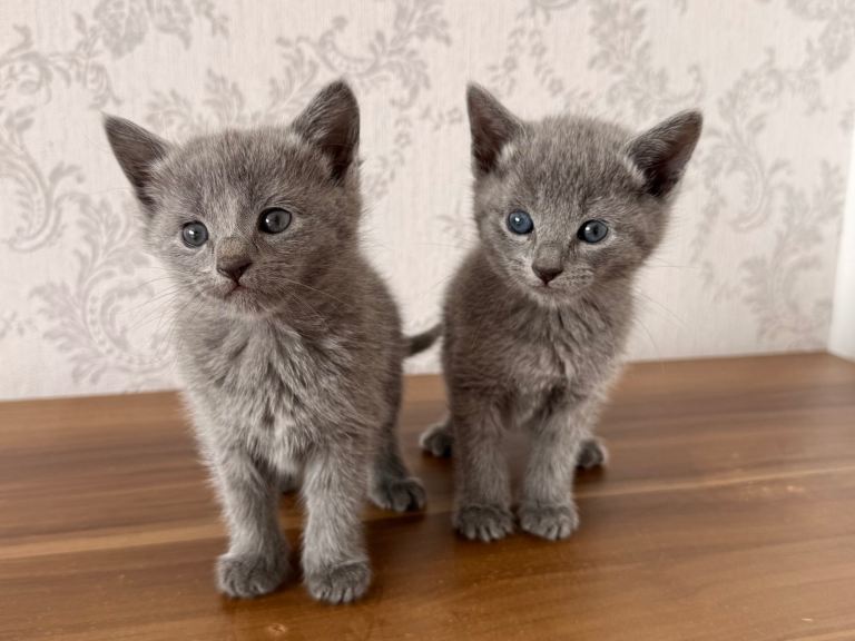 Russian Blue Kittens – 2 Boys 3 Girls Available