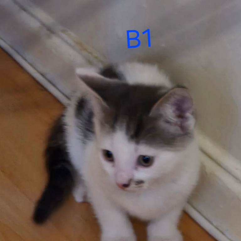 5 adorable kittens remaining looking for their forever home.