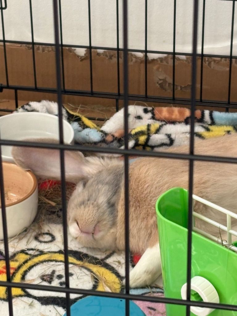 Male mini lop for sale 