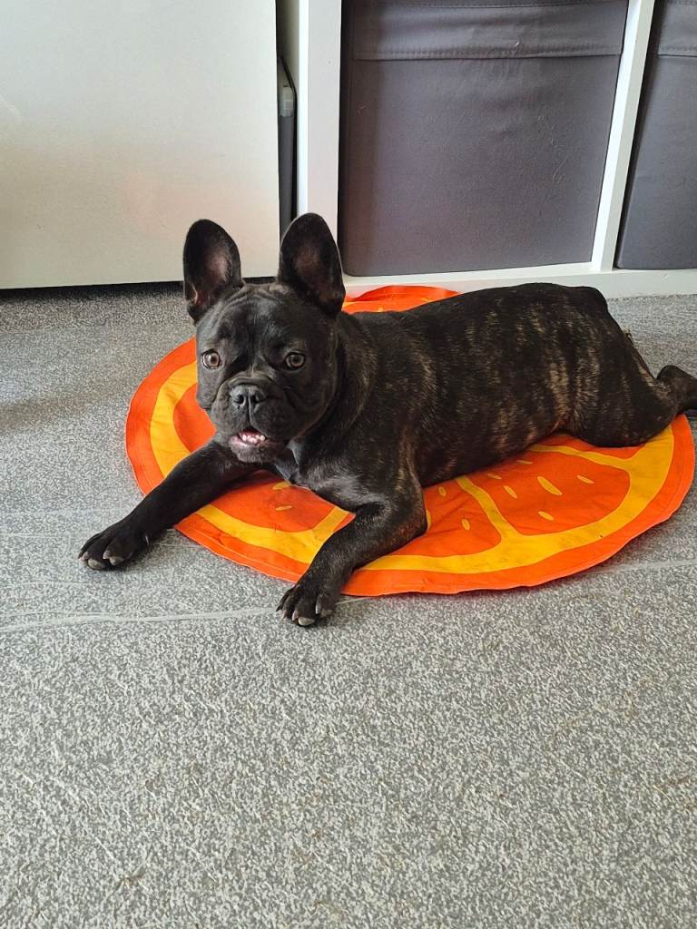 French bull dog