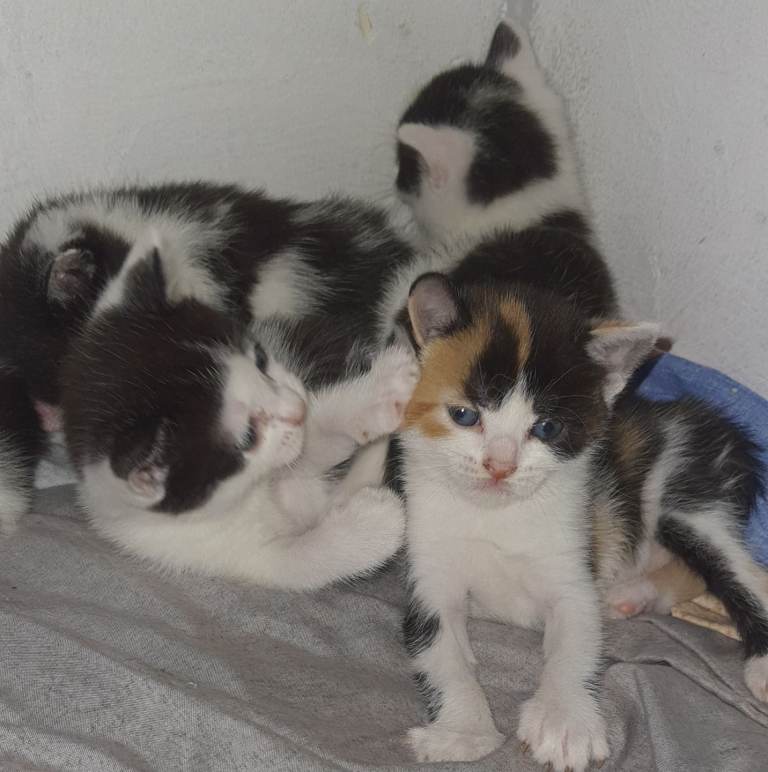 Kittens