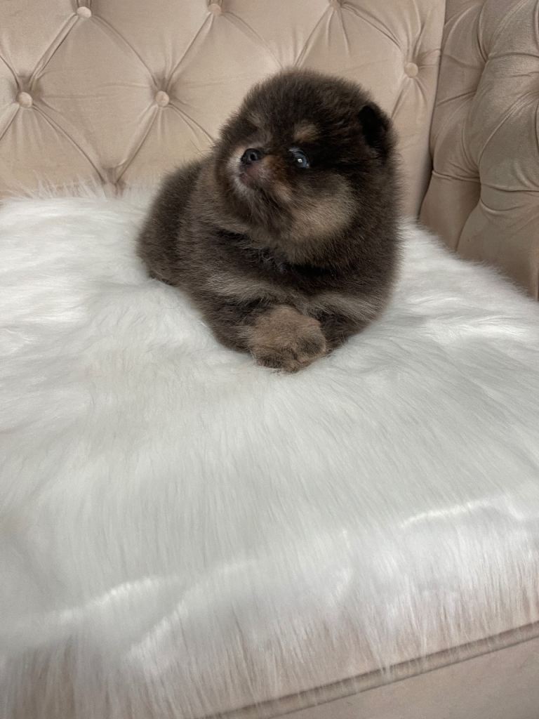 ✨ A Beautiful Blue & Tan Pomeranian Boy ✨