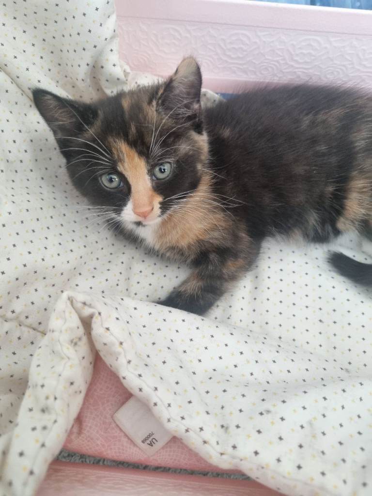 female Tortoiseshell kitten for sale 