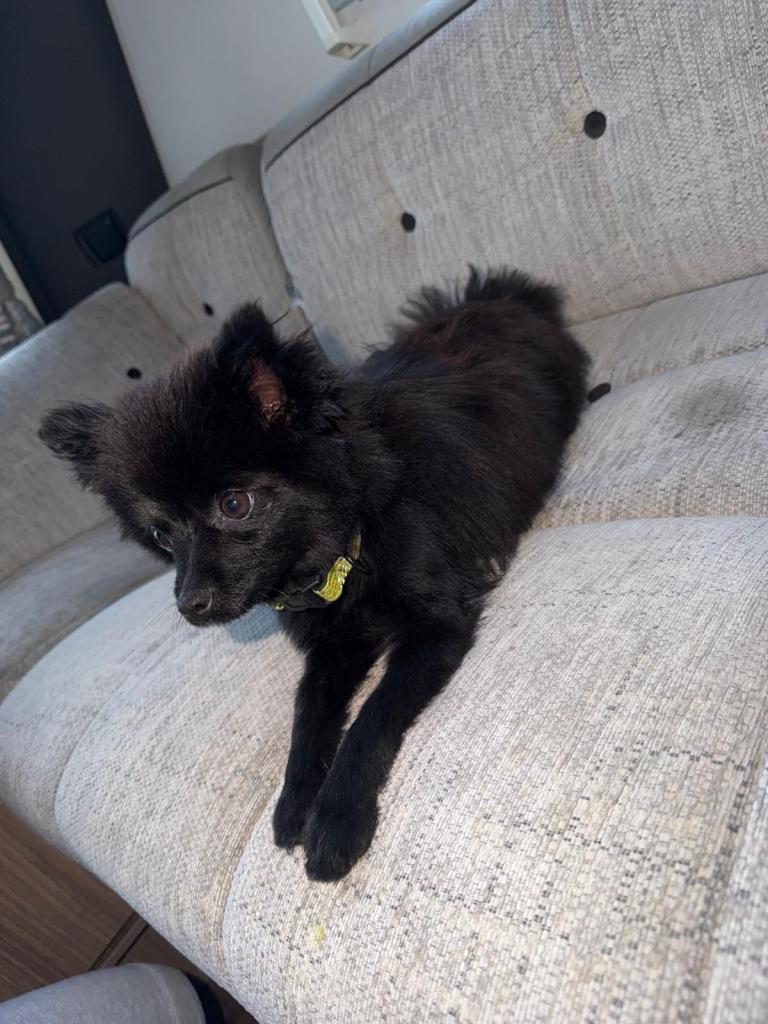 German spitz dog