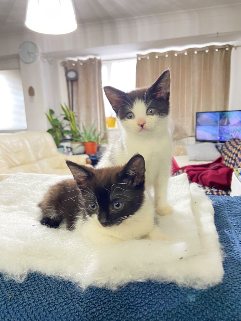 Kittens £150 each