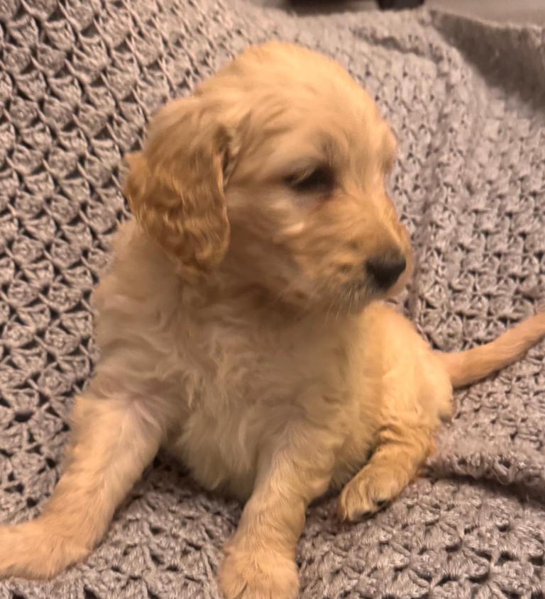 Small Type Goldendoodle puppies