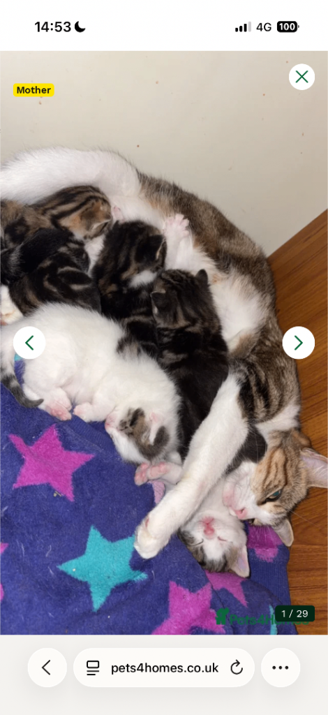 4 kittens Wrexham 