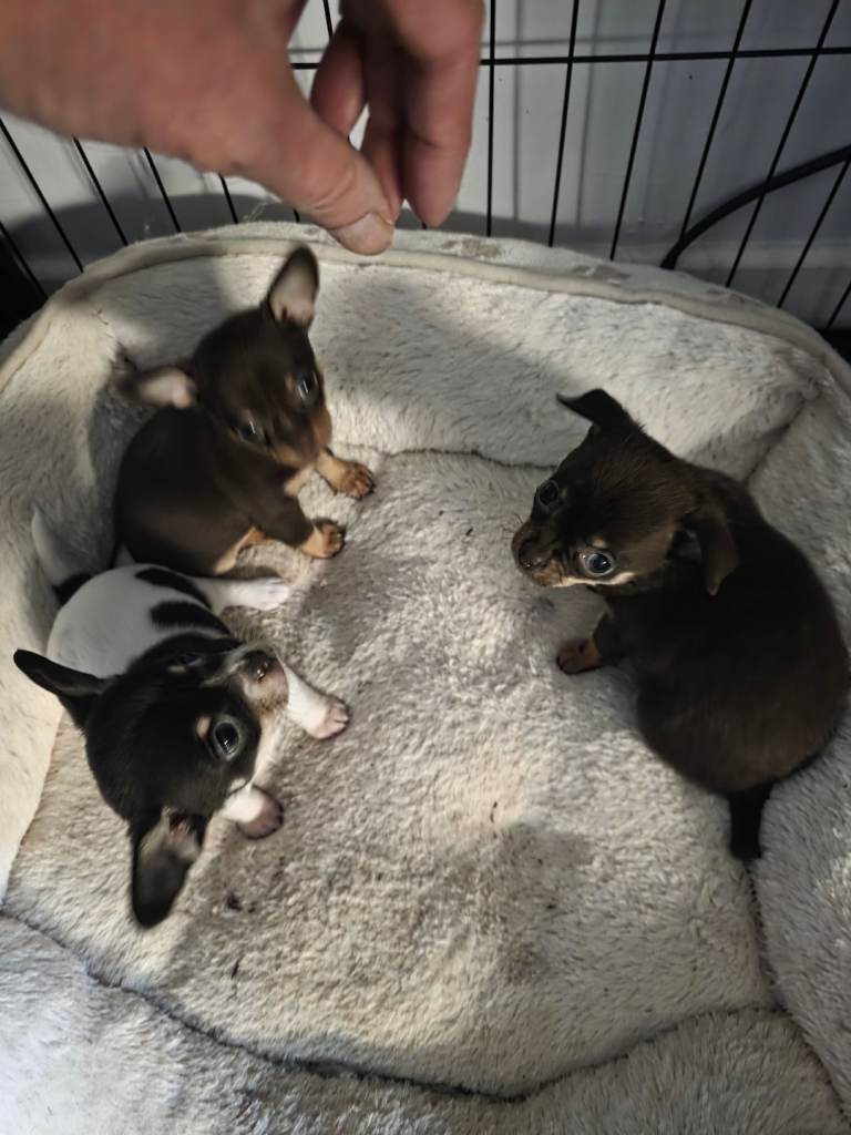 Chihuahua