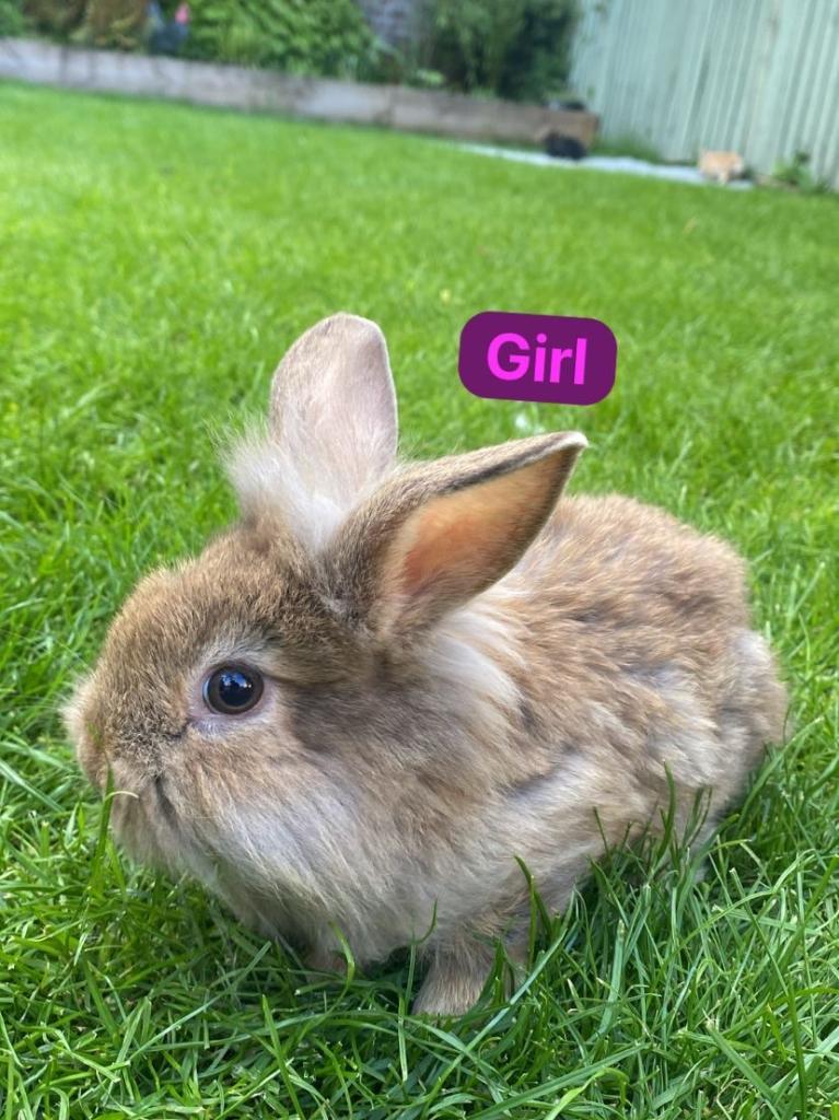 Lion head rabbits