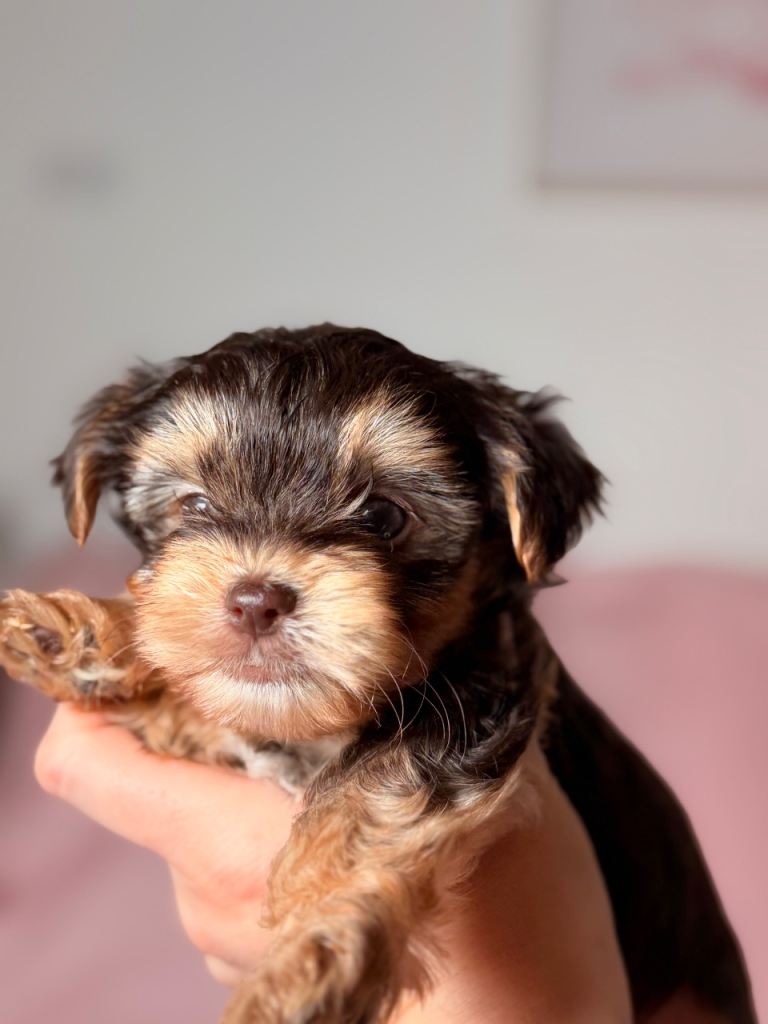 Yorkshire terrier Chocolate / chocolate and tan 