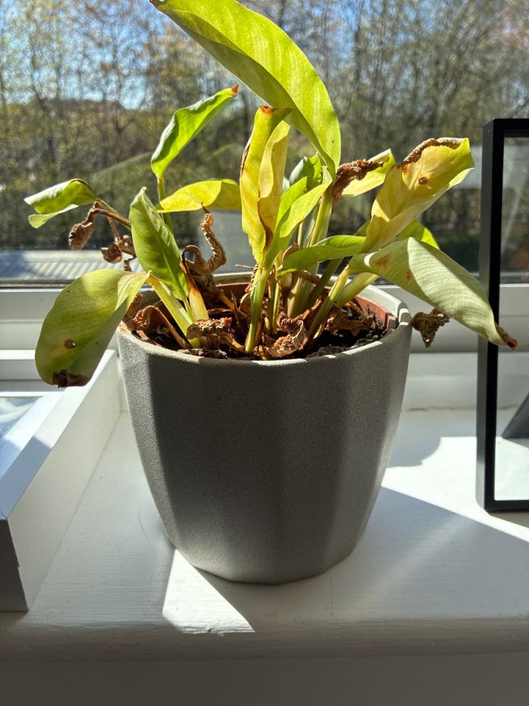 *Now Gone* Free calathea plant 