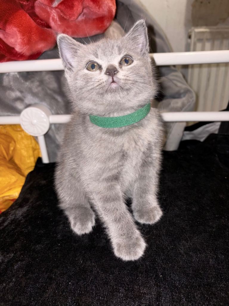 Beautiful British Blue Kittens Ready To Be Rehomed 🩶
