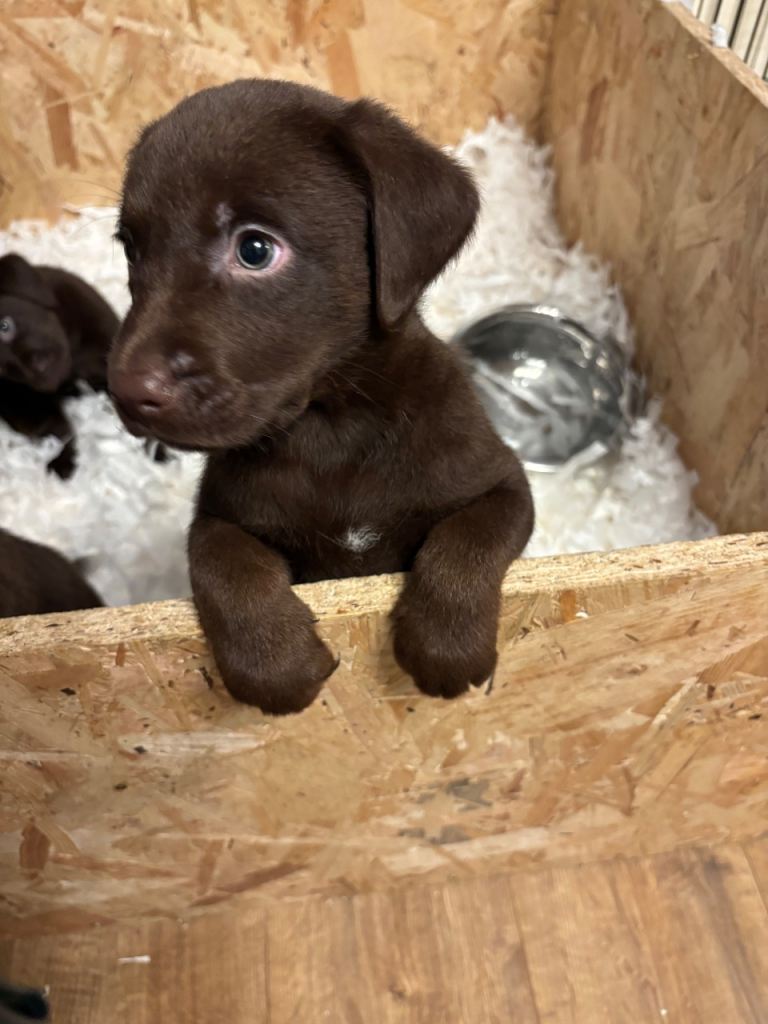 Reduced STUNNING LABRADOR PUPPIES 