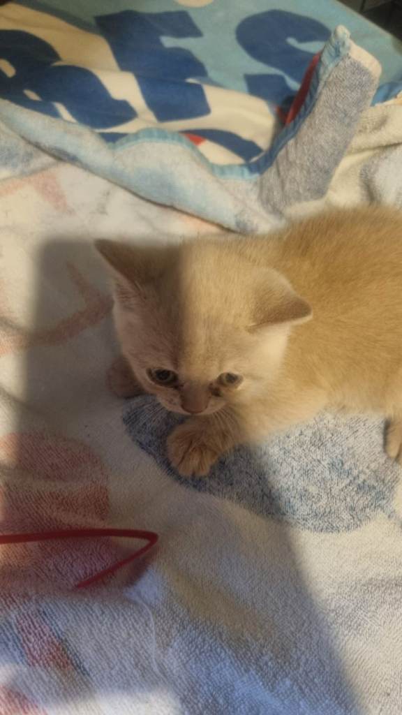 British short hair kitten