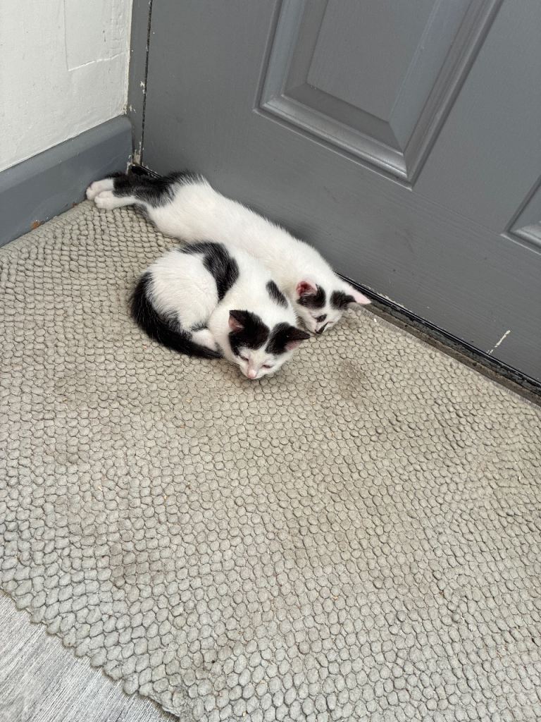 Kittens white and black mixed breed 