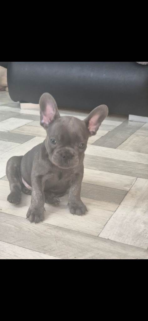 🐶 5 beautiful French Bulldog girl puppies are looking for loving forever homes 🏡❤️