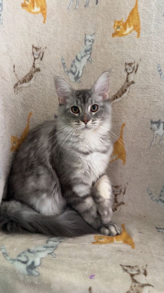 Female Blue Silver Classic Mainecoon