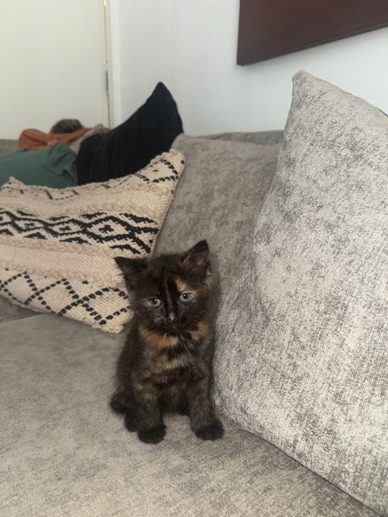 Girl kitten 