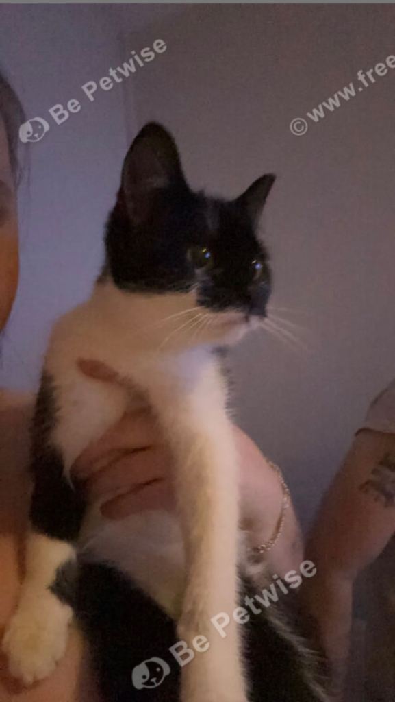 Female black and white cat