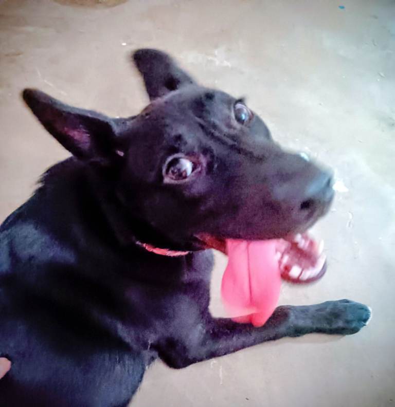 Tamaskan x pup needing new home 