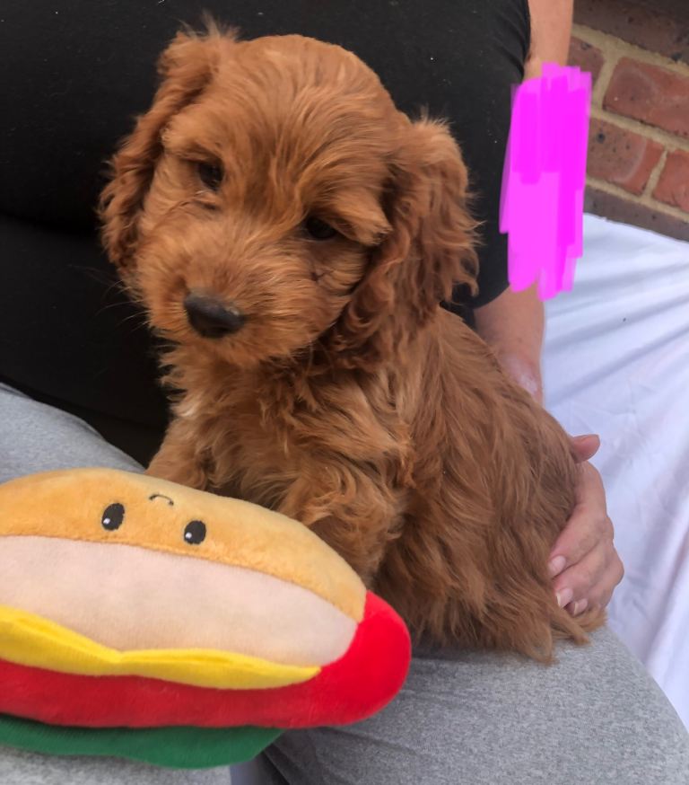 Beautiful cockerpoo puppies for sale. 