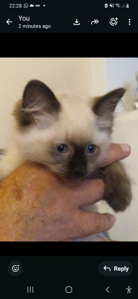 Ragdoll kittens