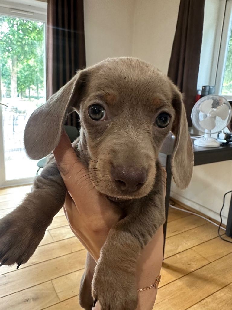 Miniature dachshund for sale female 